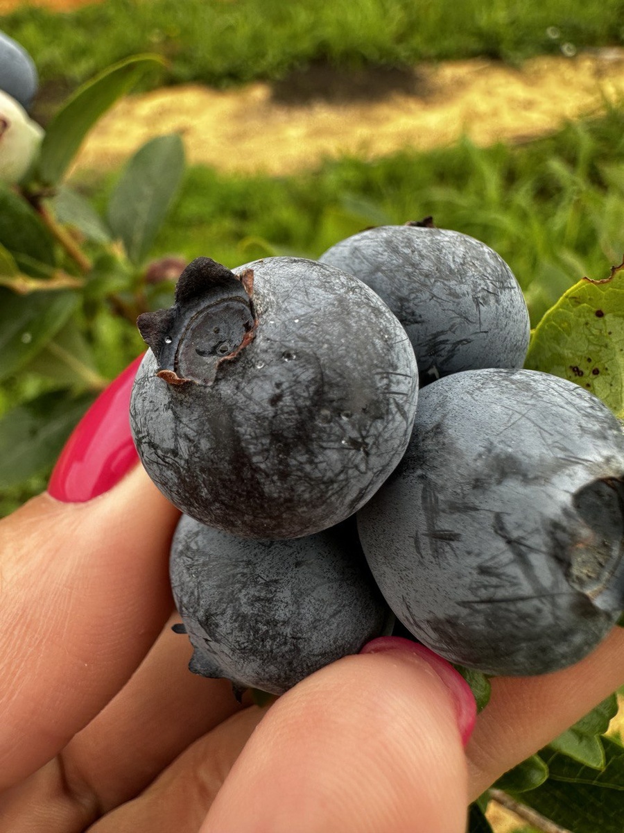 Ягоды Спартан на нашей исследовательской плантации.