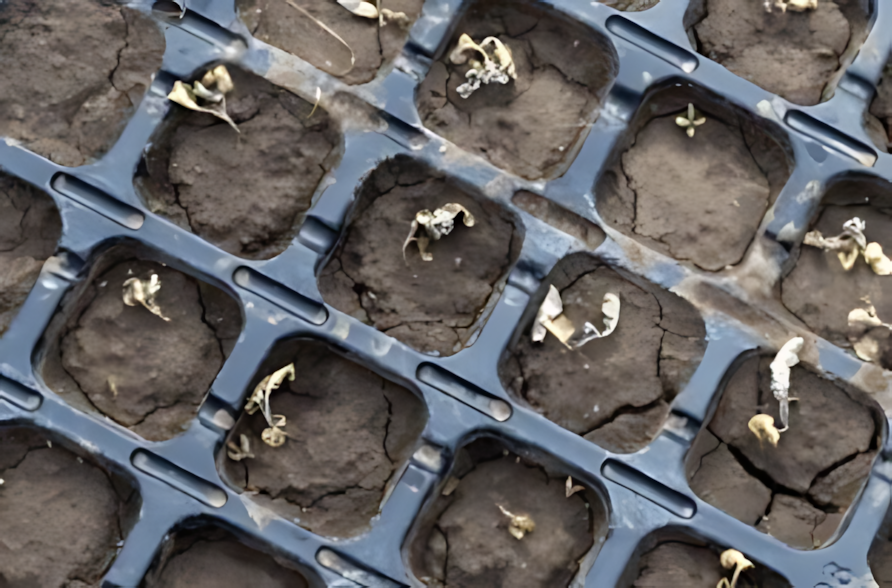 Плачевное состояние всходов капусты , вызванное переливом и загниванием корешков