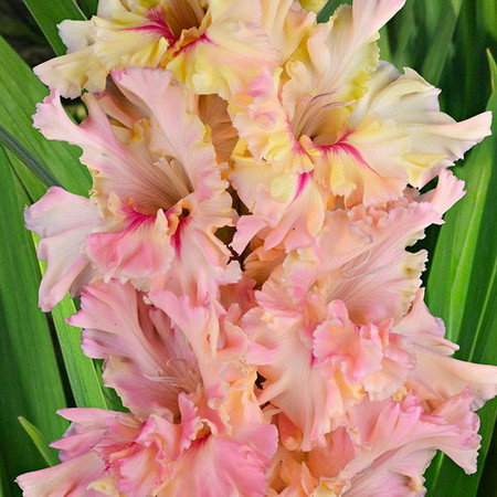 Фото: гладиолус Подарок Любимой