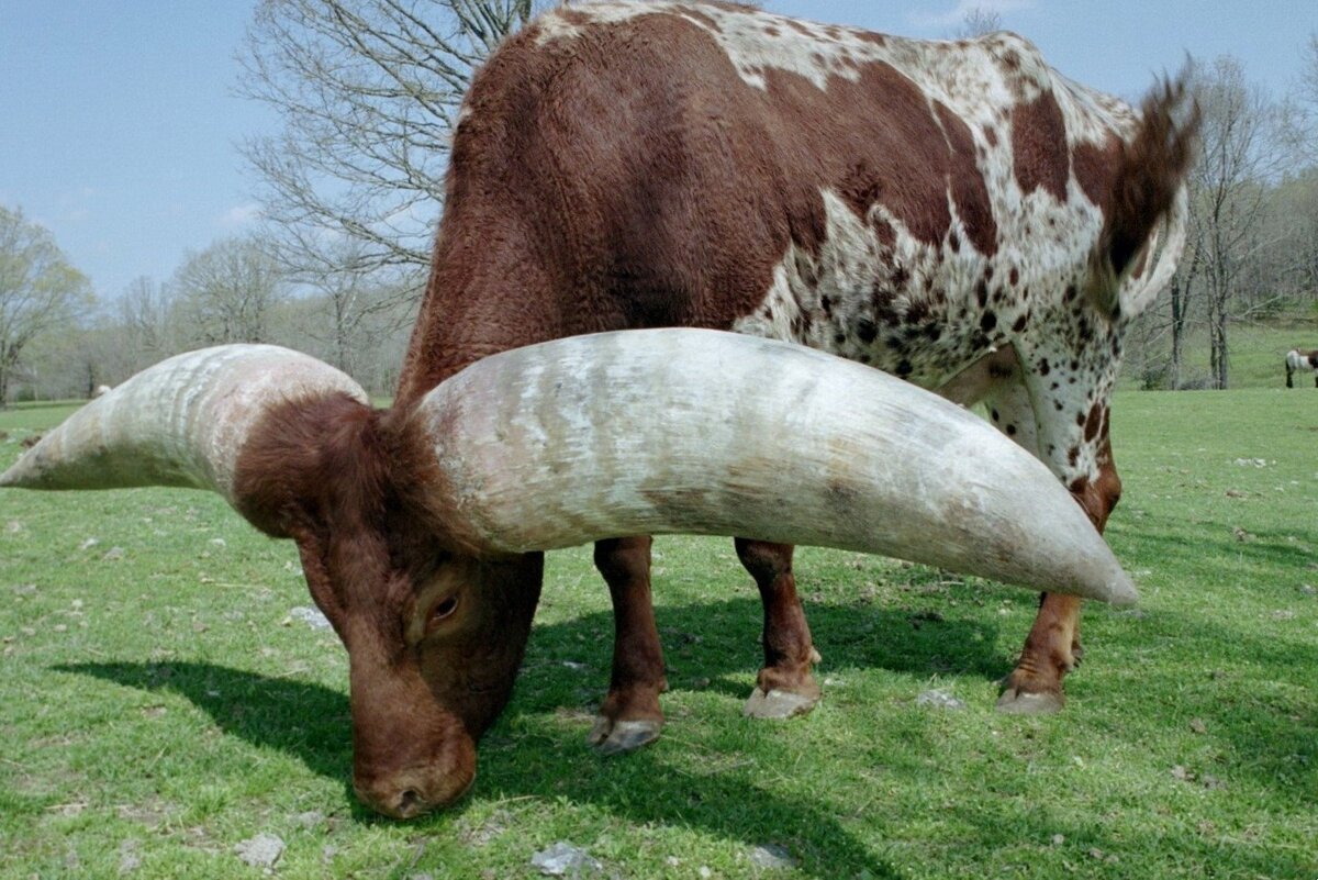 Ватусси дикий бык. Корова ватусси. Африканская корова ватусси. Бык породы ватусси.