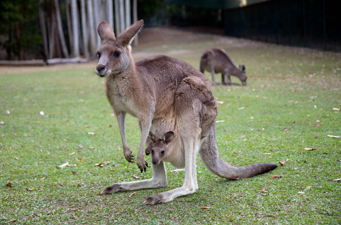 Кенгуру с детёнышем. Фото: https://poknok.art/uploads/posts/2023-10/1697400028_poknok-art-p-kengurenok-60.jpg