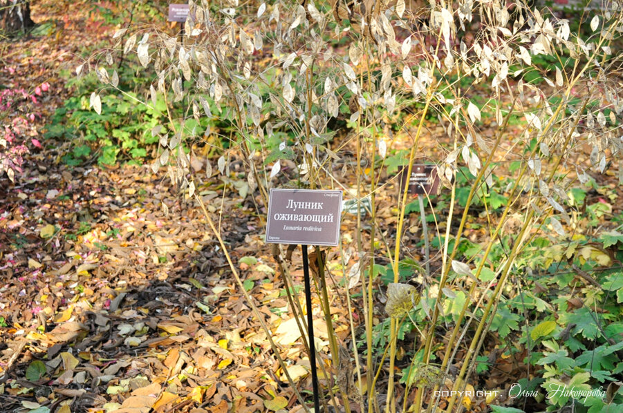 Лунария осенью во всей красе!