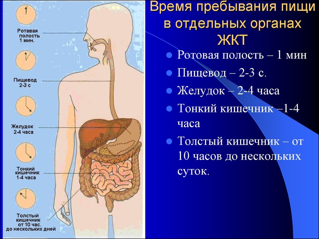 Через какое время поступает. Органы процесса пищеварения. Процесс пищи в организме. Процесс пищеварительного тракта. Процессы пищеварения и усвоения пищи.