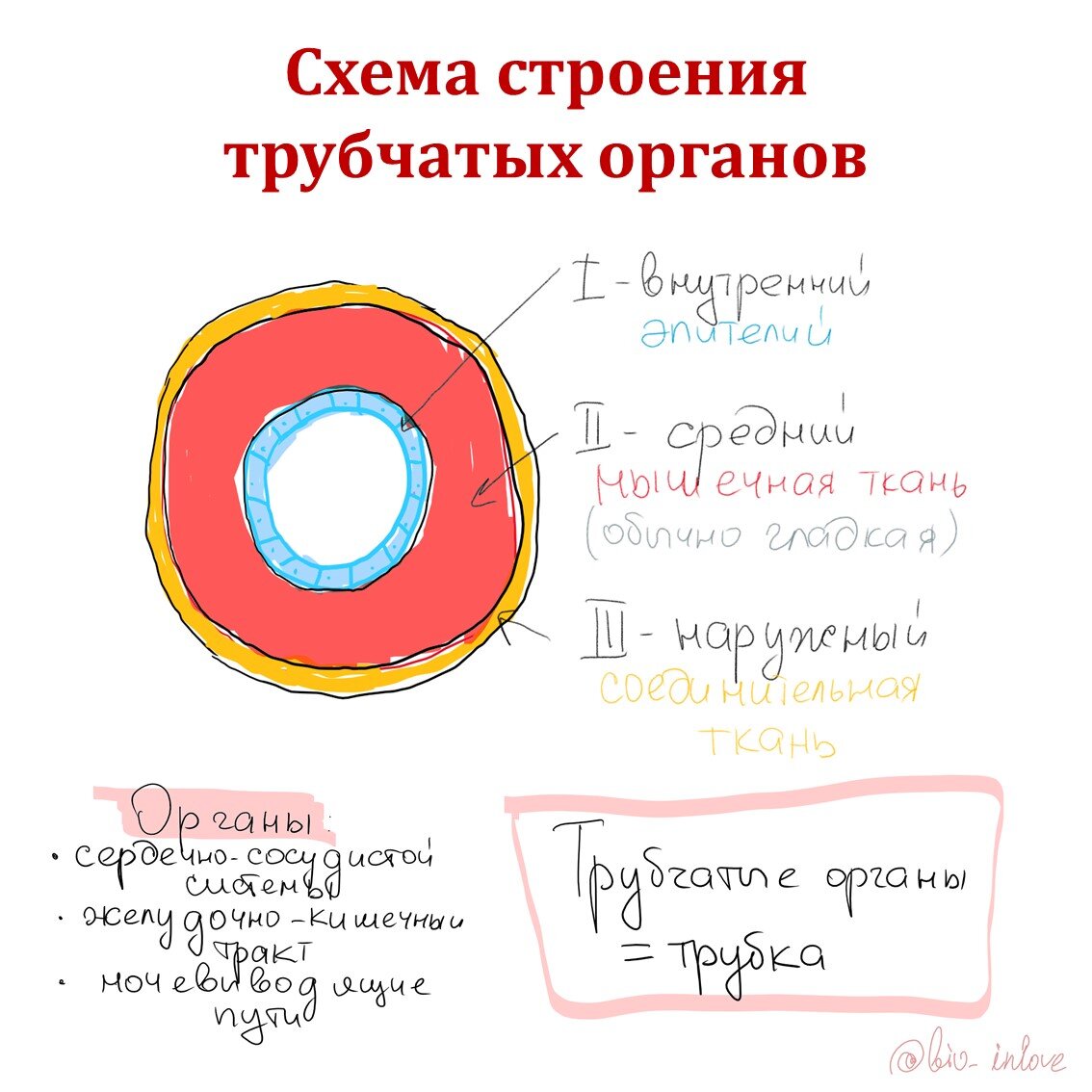 Схема строения трубчатых органов (ЖКТ, кровеносная система и др.)