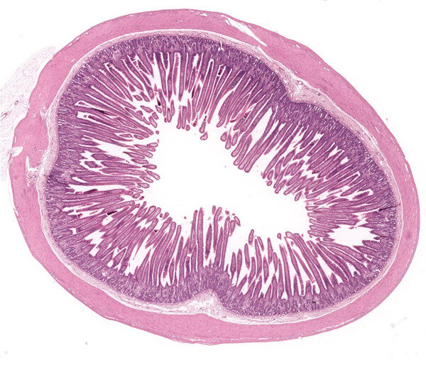 Вот так выглядит тонкий кишечник на поперечном срезе - типичный пример трубчатого органа. 