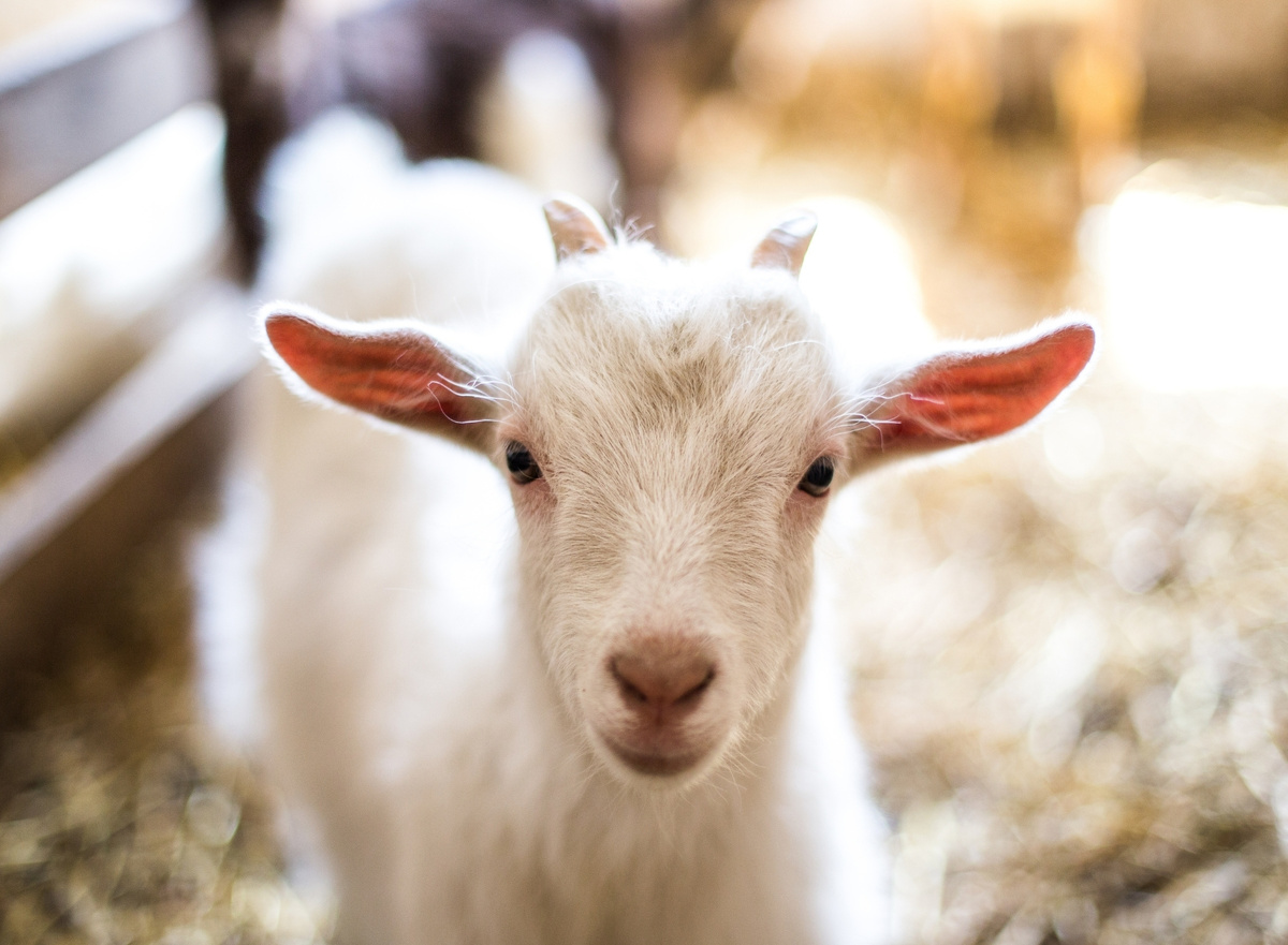 Производство козьего молока — дорогостоящий процесс, поэтому смеси на основе козьего молока имеют более высокую цену
