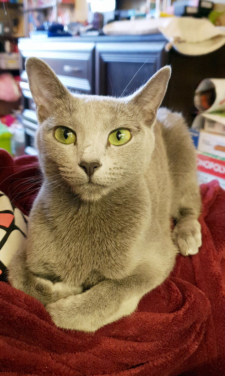 Красавица-невеста Dulsinea ждет своего жениха