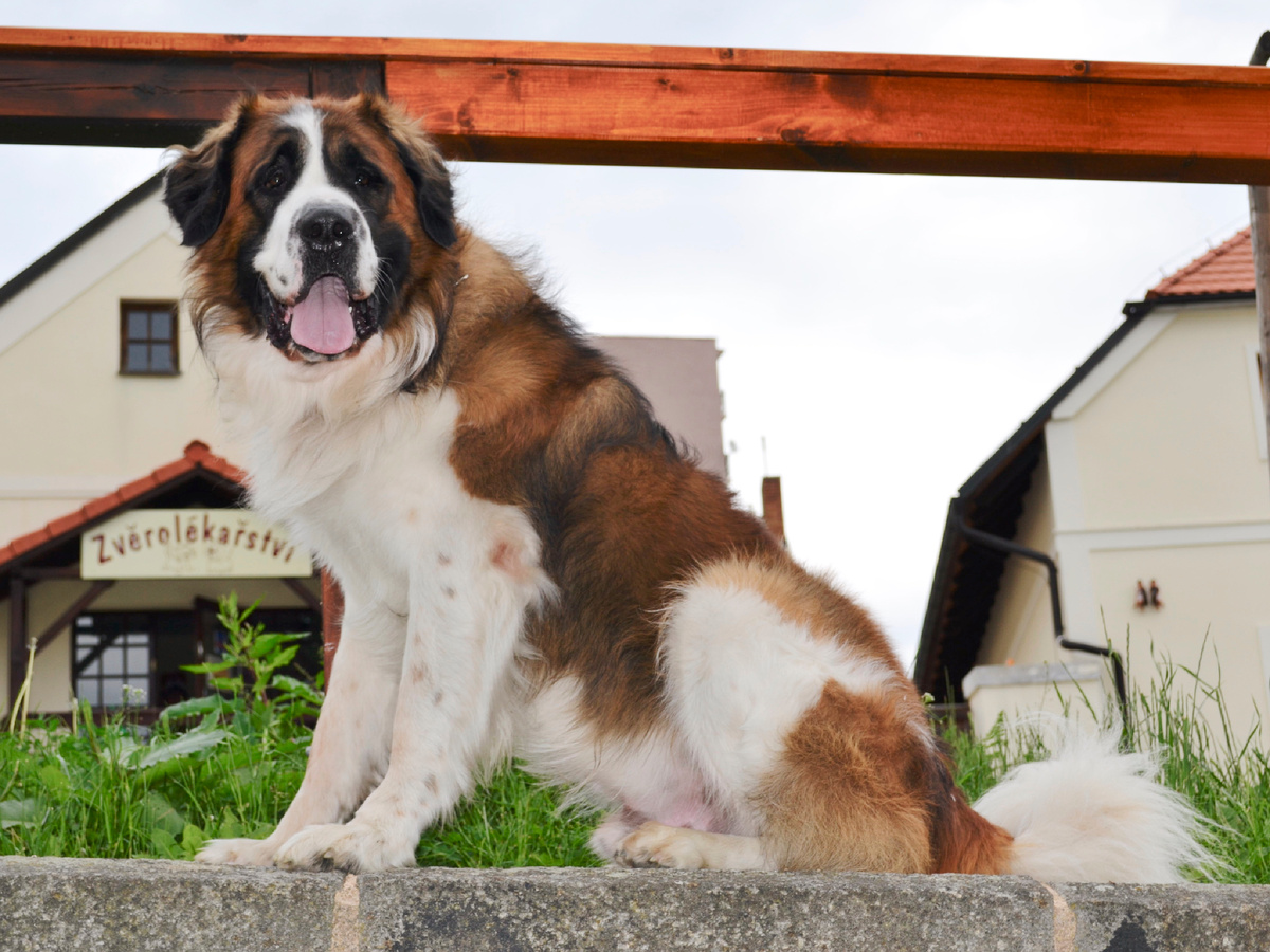 Edmontcz, CC BY-SA 4.0