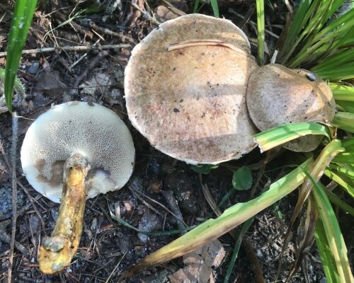 Маслёнок серый ("Suillus viscidus" by Enrico Tomschke is licensed under CC BY 4.0.)