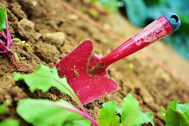 Фото: pixabay.com