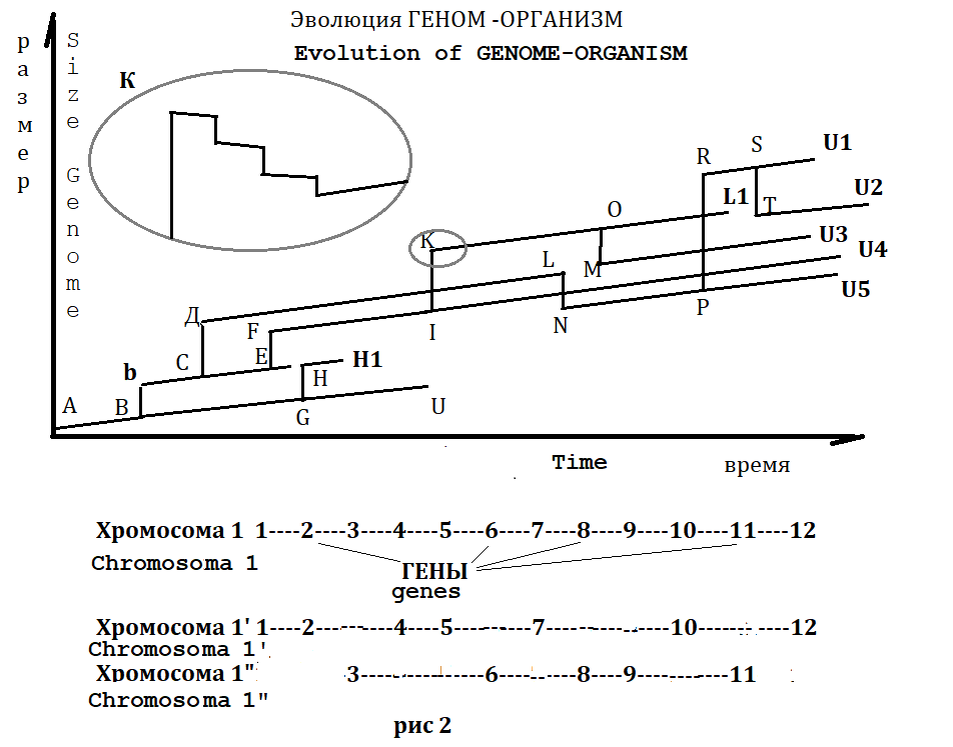 Multiply clusters - Bb, CD, GH, EF, IK. Multiply - chromosomes, genome PR. LOst clusters - LN, ST.
