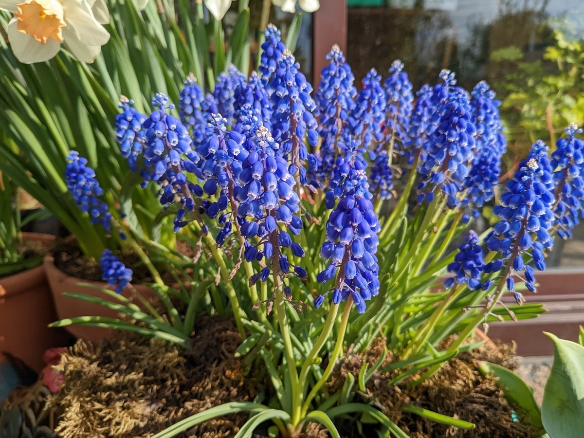 Мускари Armenicum