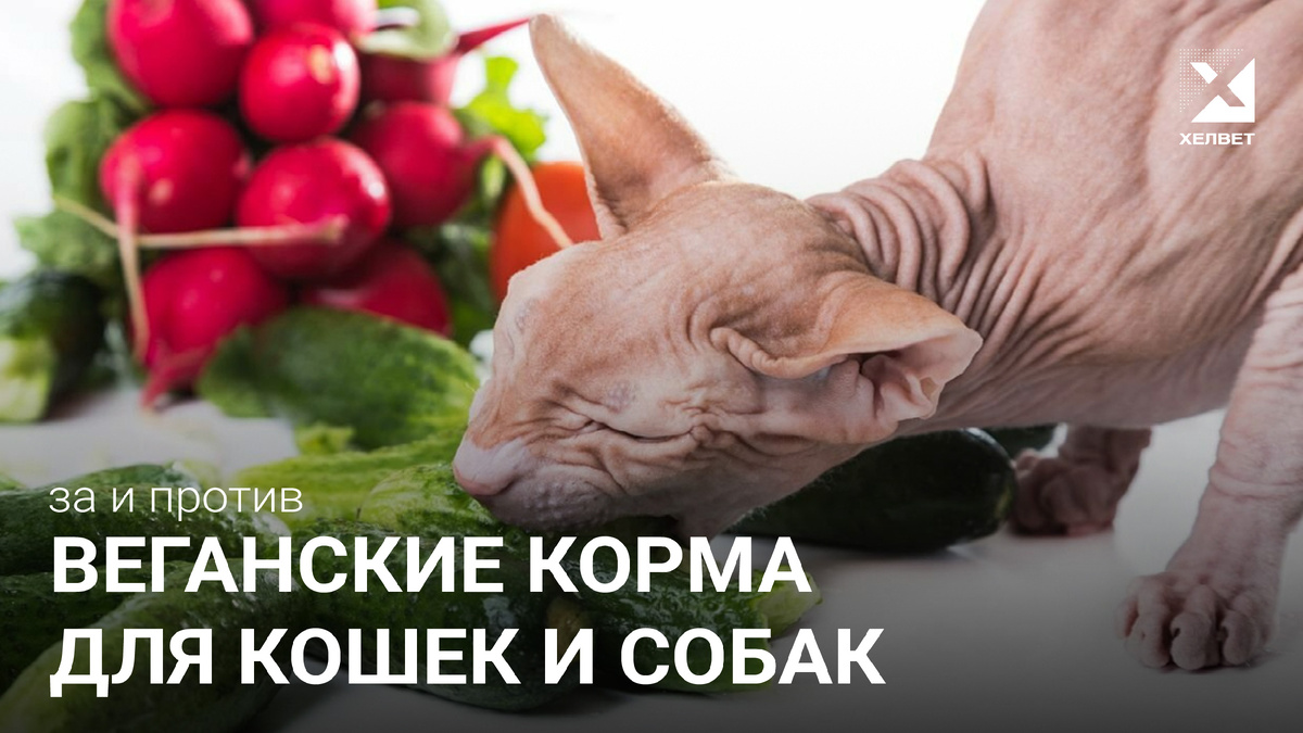 Изображение от insendiocoon.ru