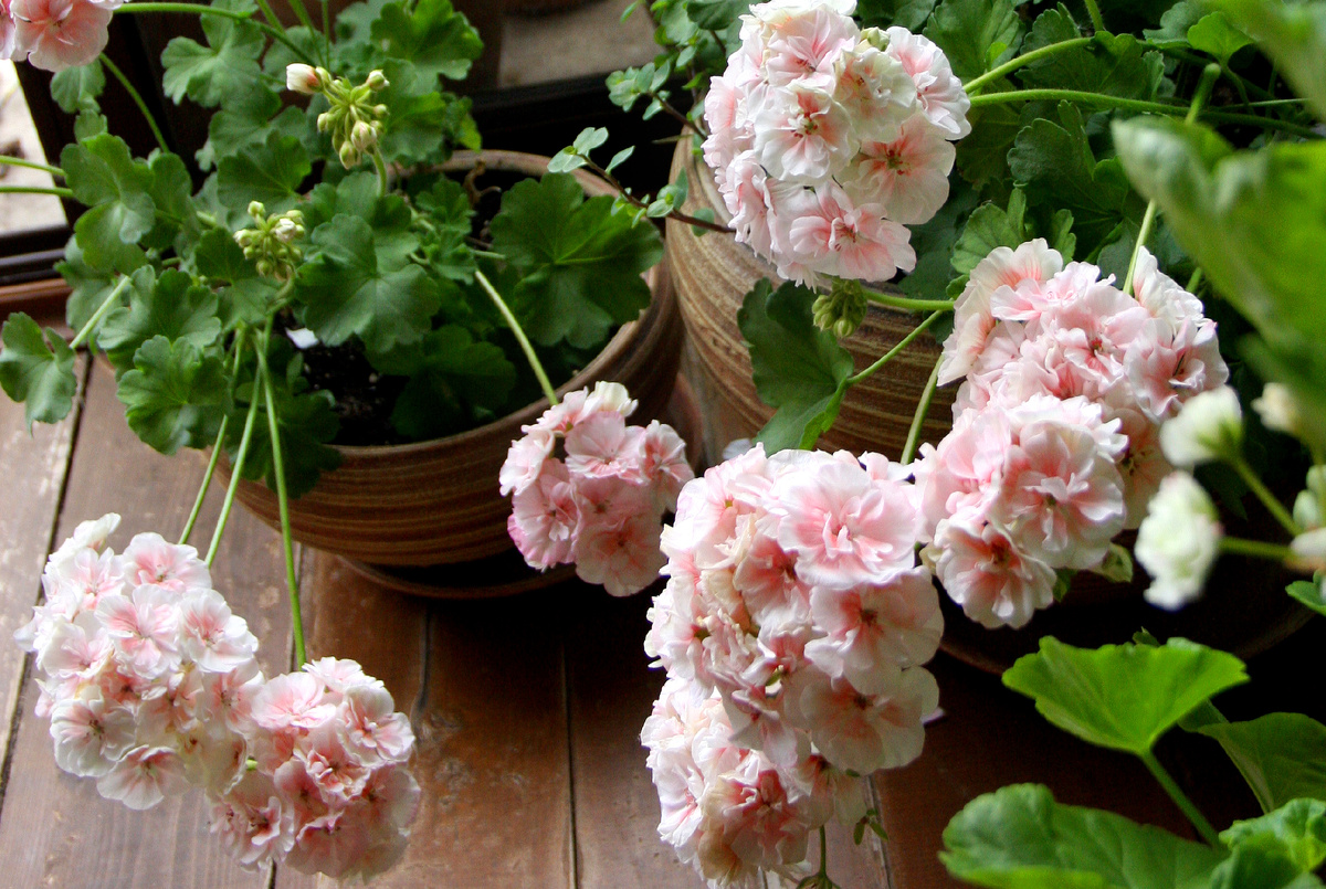 Цветение PAC Salmon Komtess