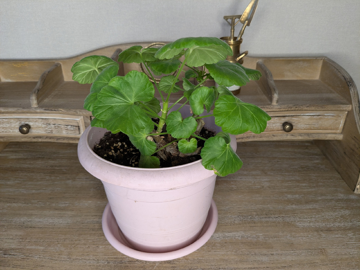 Куст после осенней кардинальной обрезки - весной резать нечего, только прищипывать