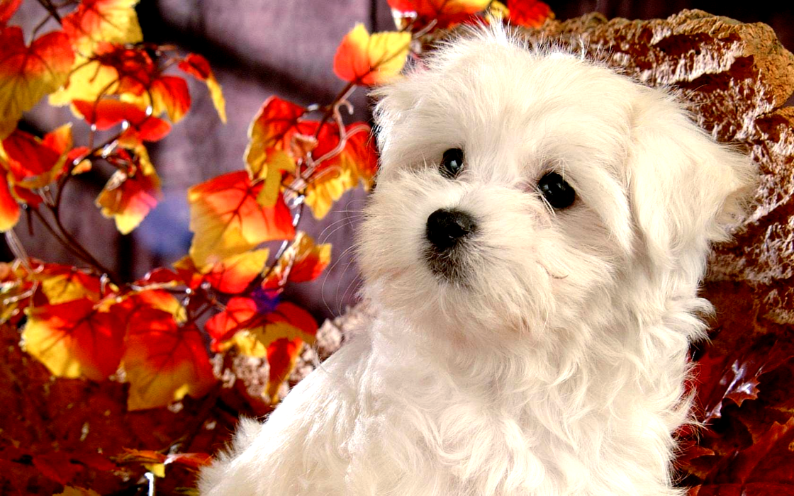 Мальтезе Фото: www.furen6.com