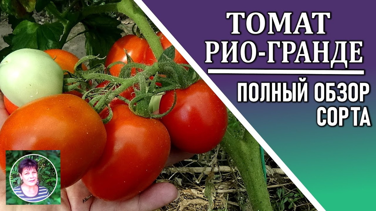 Это детерминантный томат. Высота куста достигает 1 метра.