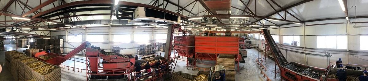 На фото один из производственных цехов по упаковке свежего картофеля в сетку-мешок на рулоне весом 25 кг., для оптовых поставок в торговые сети.