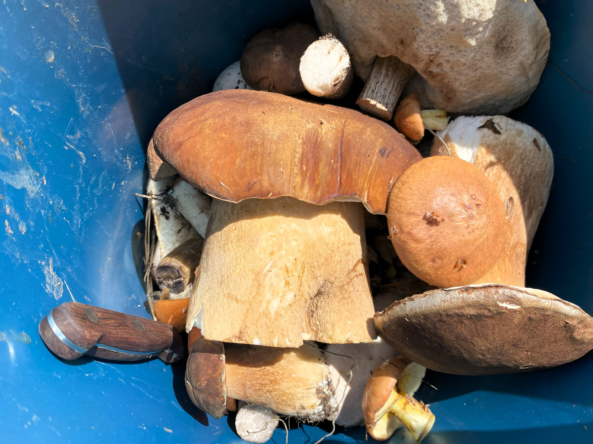 еще 3 белых гриба, маленький увидели?