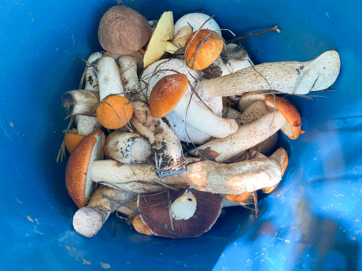 тут еще парочка шампиньонов