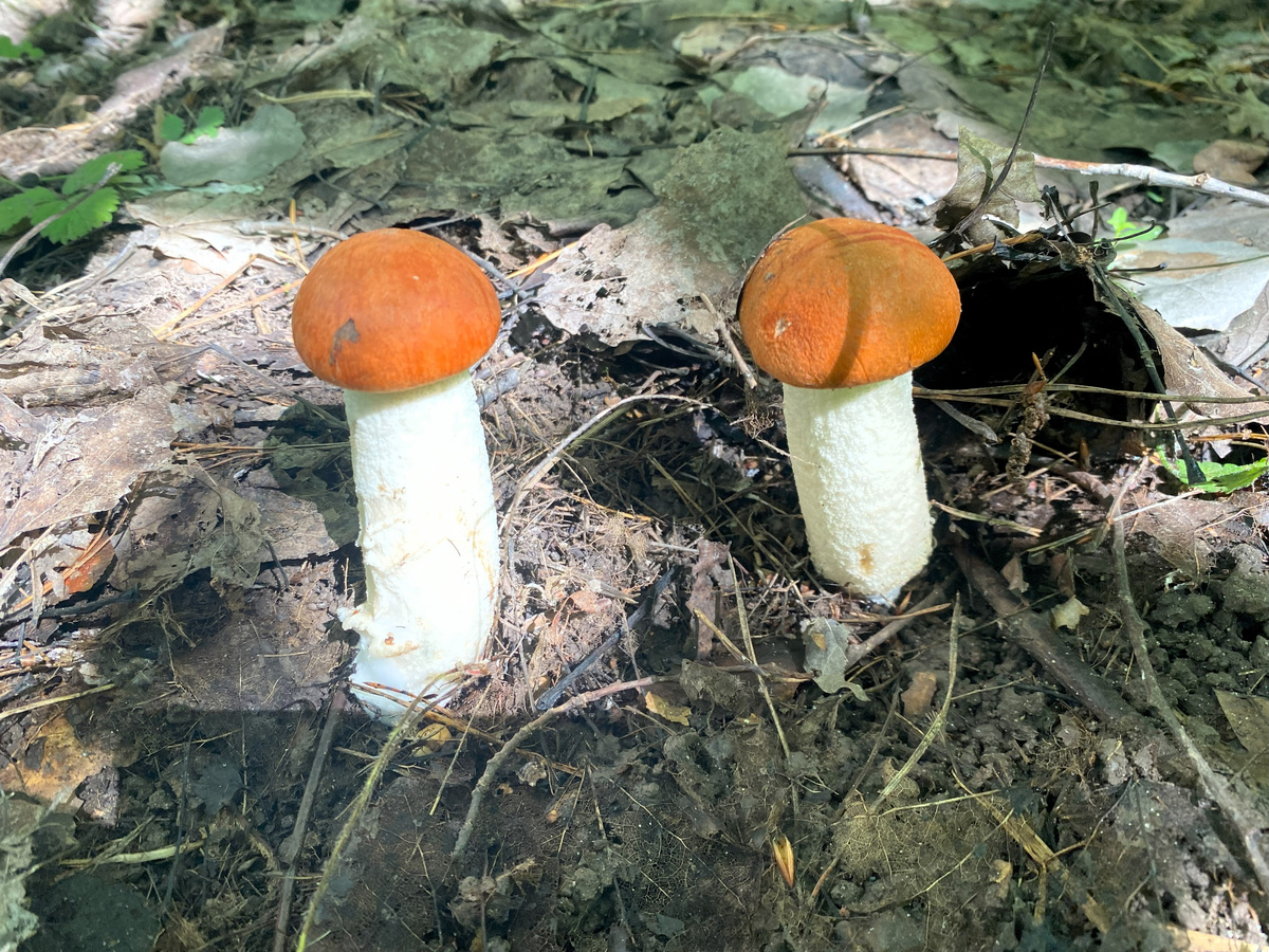 карандаши подосиновики