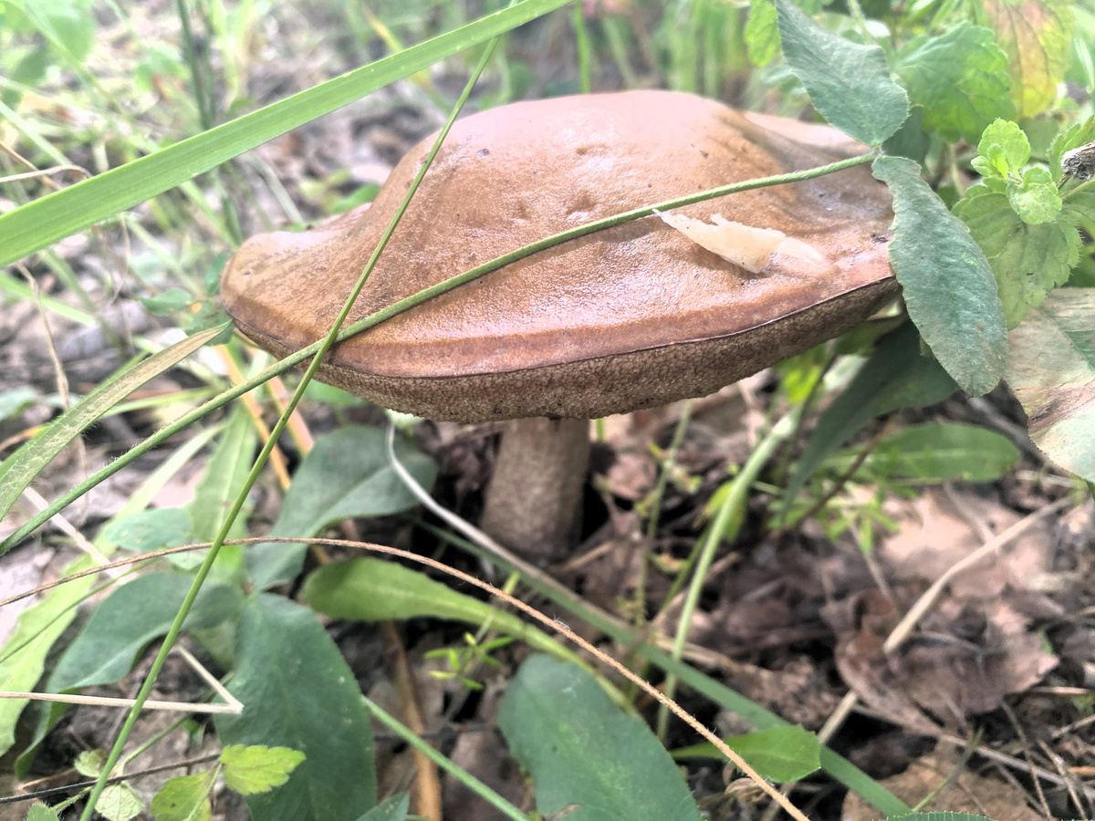 переросток подберезовик оказался не червивым с плотной шляпкой
