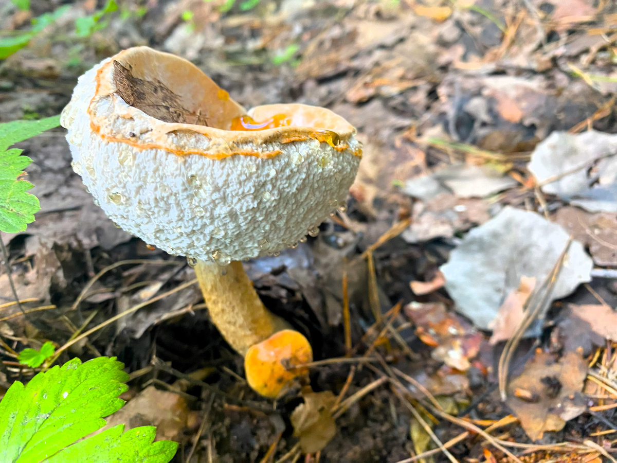 а это переросток подосиновик и маленький примостился рядом