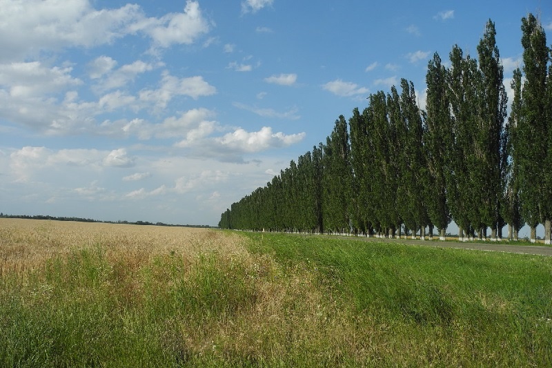 Изображение Яндекс Картинки.