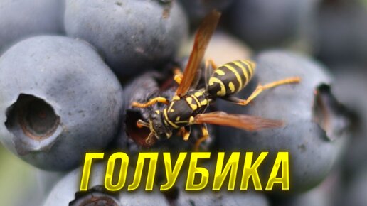 Что делать если голубика не хочет расти, уход за голубикой