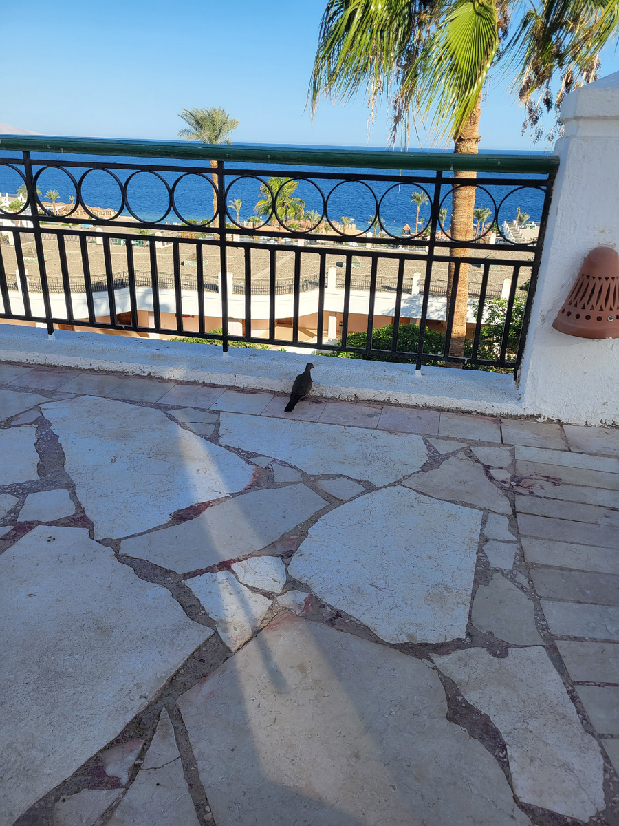 Вид на Красное море Фото автора