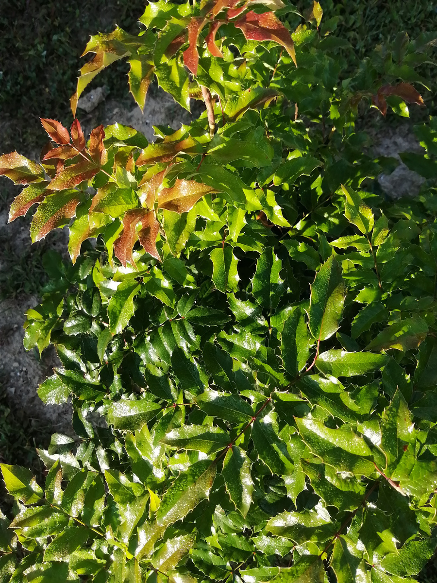 Магония. Лето 2024.