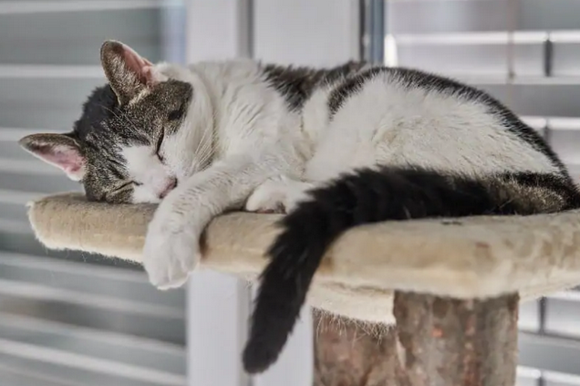 Лежанка для кошки своими руками: 5 простых моделей, которые легко сшить