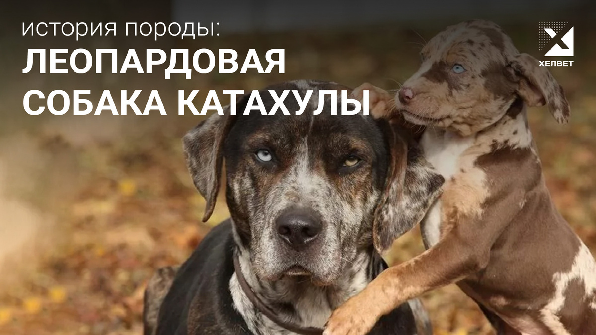 Фотография взята из открытого источника: cat4you.ru