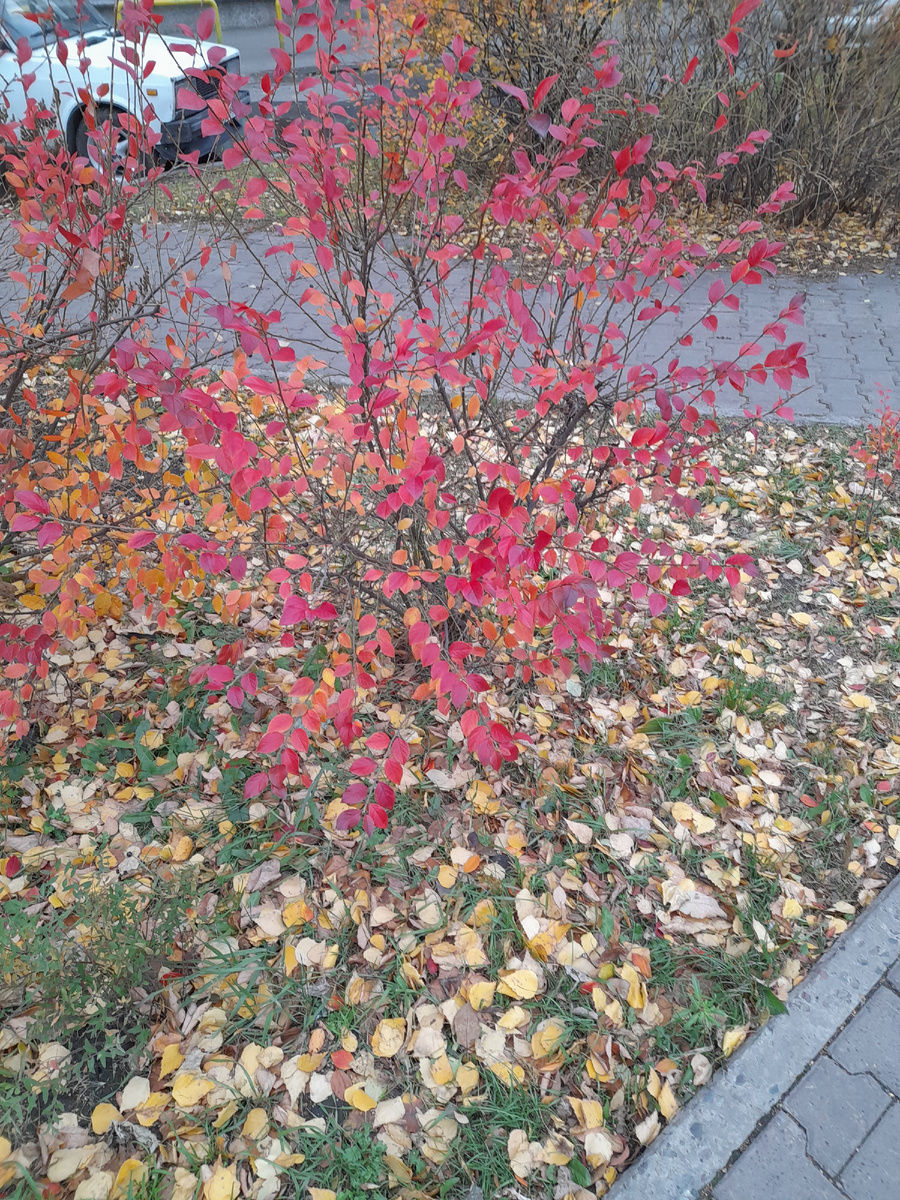 Фото автора.  Осень жизни принимаем с благодарностью