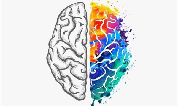 Мозг реагирует на цвет, воспринимая его как комбинацию световых волн различной длины, затем эта информация обрабатывается в зрительной коре, вызывая специфические эмоциональные и физиологические реакции. Цвета влияют на лимбическую систему, регулируя наши чувства и сознание, и на префронтальную кору, участвуя в принятии решений.
