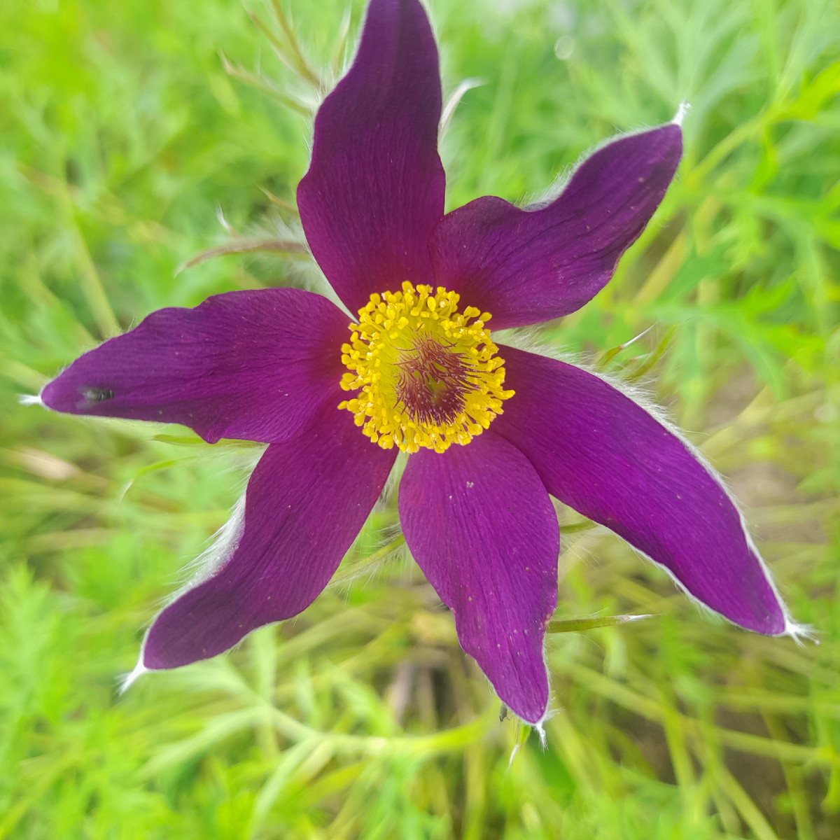 Один из моих первенцев Pulsatilla vulgaris 