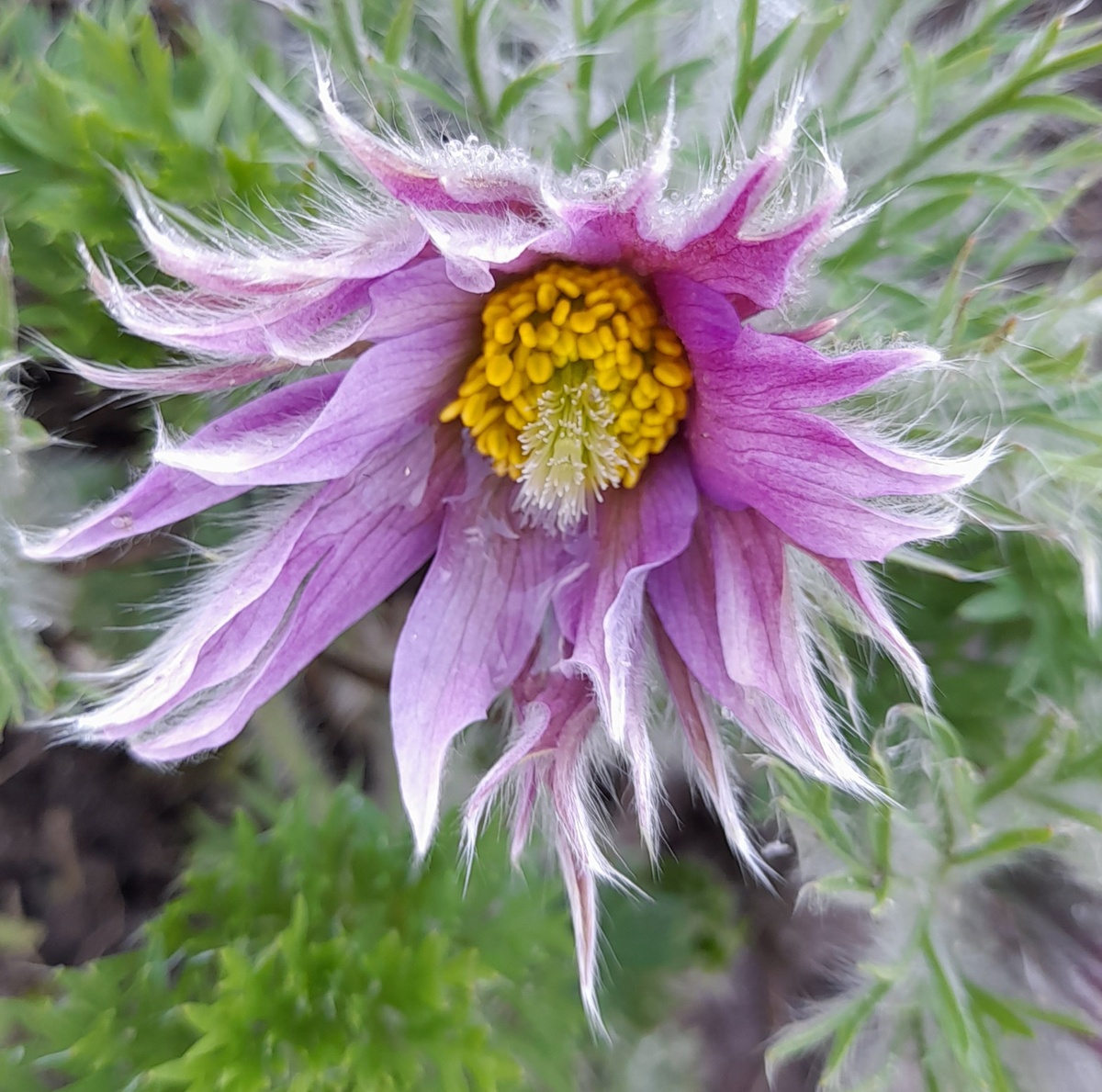 Это махровый гибрид из моих семян