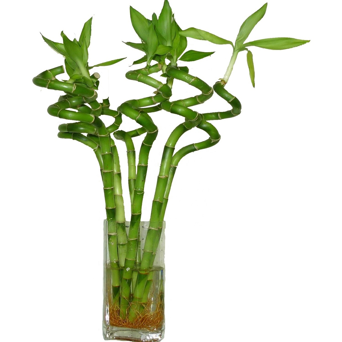 фото из свободного доступа