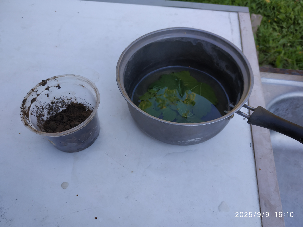 Завариваю листья чёрной смородины.