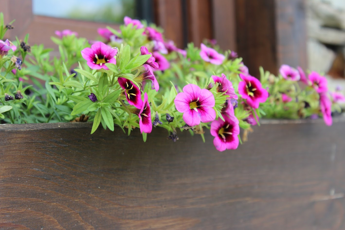 Цветы не просто так. Это декор в домике для гостей в селе Делчево, в горах. Мы там отдыхали как-то... Красиво - невозможно описать. Такая местность интересная и располагает к отдыху. 