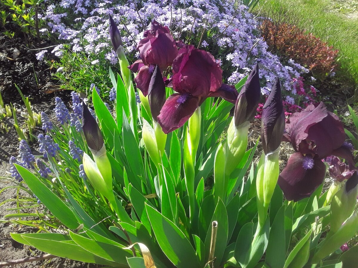 Ирис карликовый Pastel Charme и мускари Armeniacum