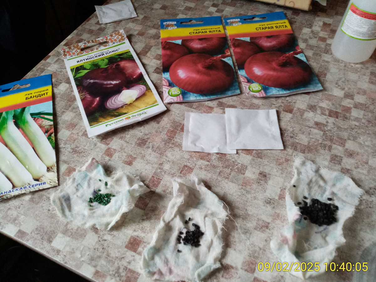 Семена лука-чернушки