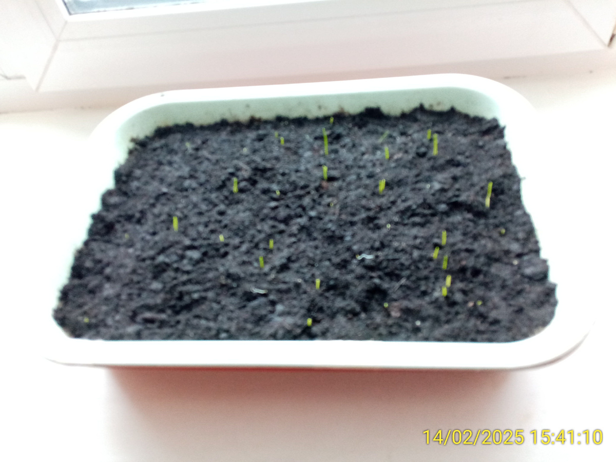 Первые всходы