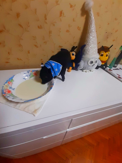 Мини пиги очень хорошо прижился в своем первом доме