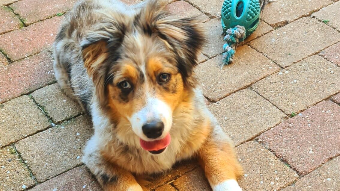 Щенок из нашего прошлого помета, Атланта. Ждет, когда ей кинут мячик