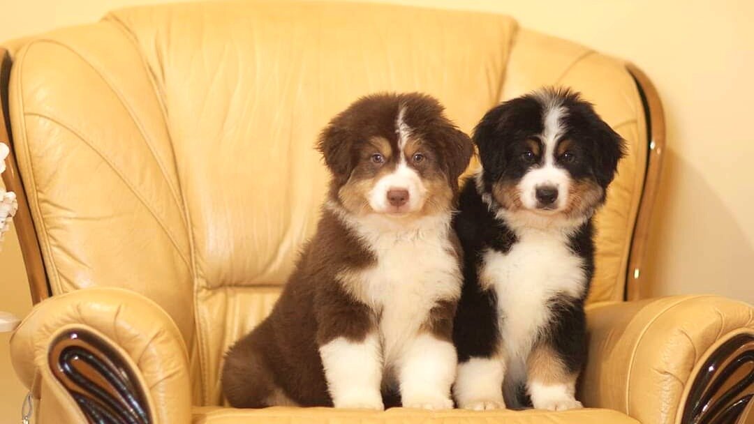 Щенки от Джонни и Крисси на фотосессии.