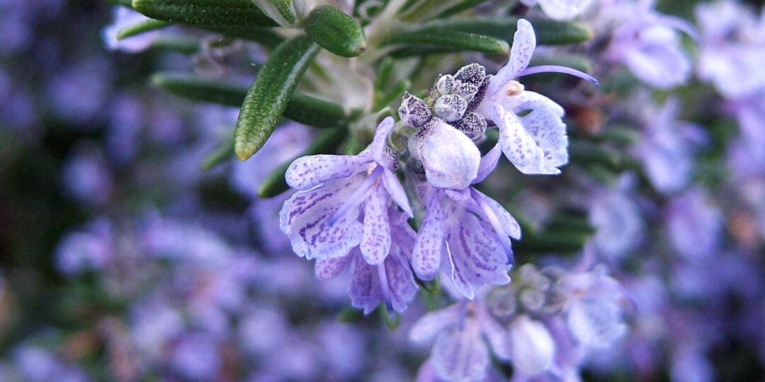 Чем заменить лаванду в саду. Варианты растений