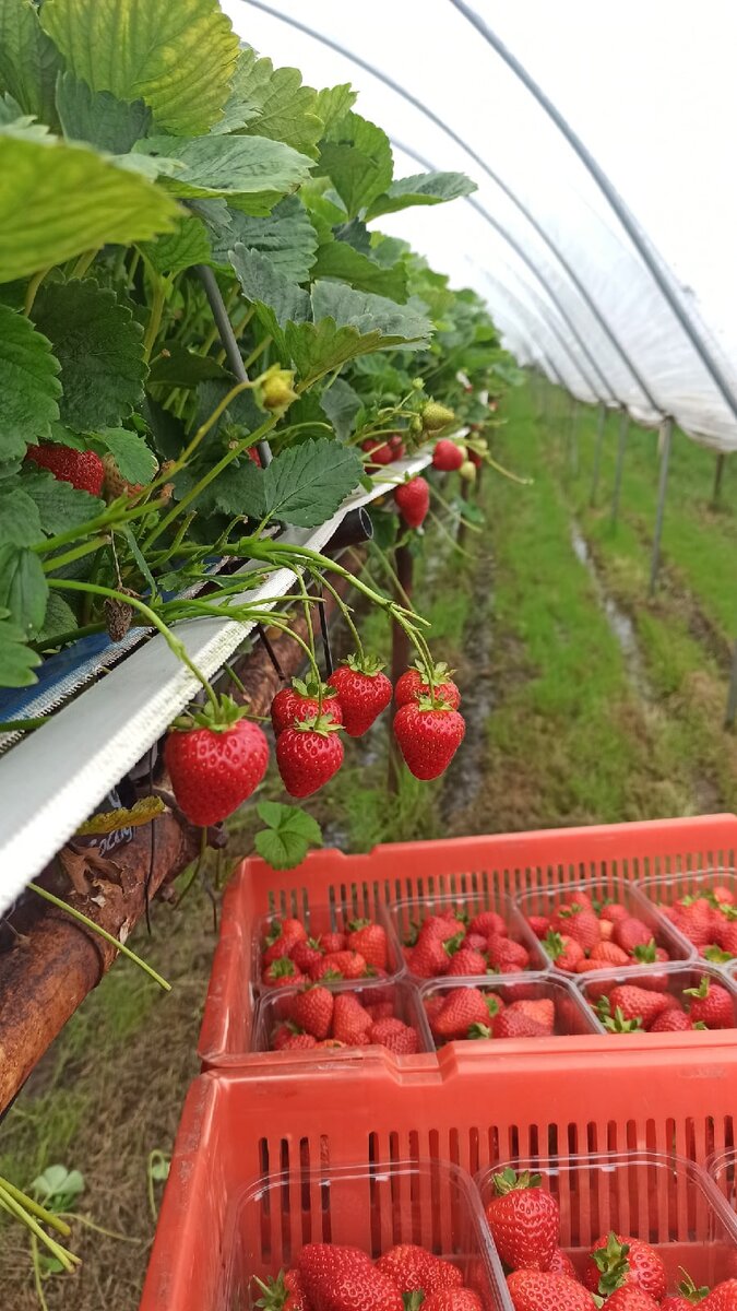 Приезд на фермуСобираем ягодку