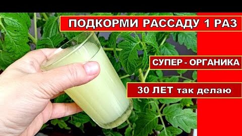 ПОДКОРМКА РАССАДЫ! ОПРЫСКАЙ РАССАДУ ЭТИМ 1 РАЗ ДО ВЫСАДКИ В ГРУНТ! Органическая подкормка для рассады помидор, огурцов,