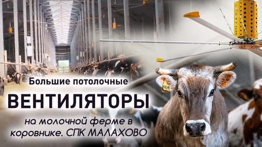 مروحةي (VETROMASTER) الكبيرين في مزرعة الألبان في حظائر الأبقار. A practical project on a dairy farm: first a test in oneyard, then an expansion of the system to 17 fans.